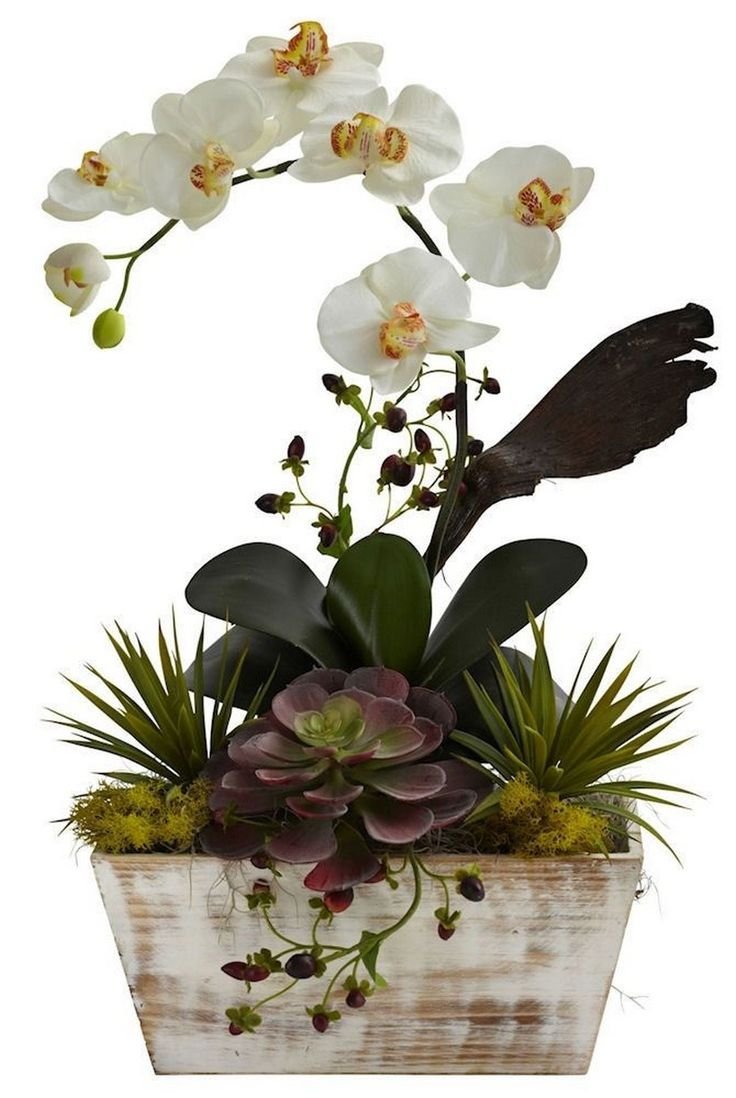 Орхидея Альбуфера