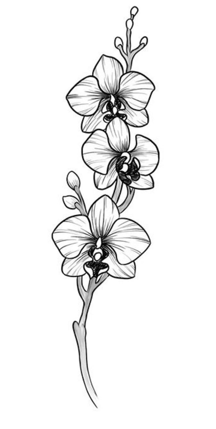 Орхидея карандашом
