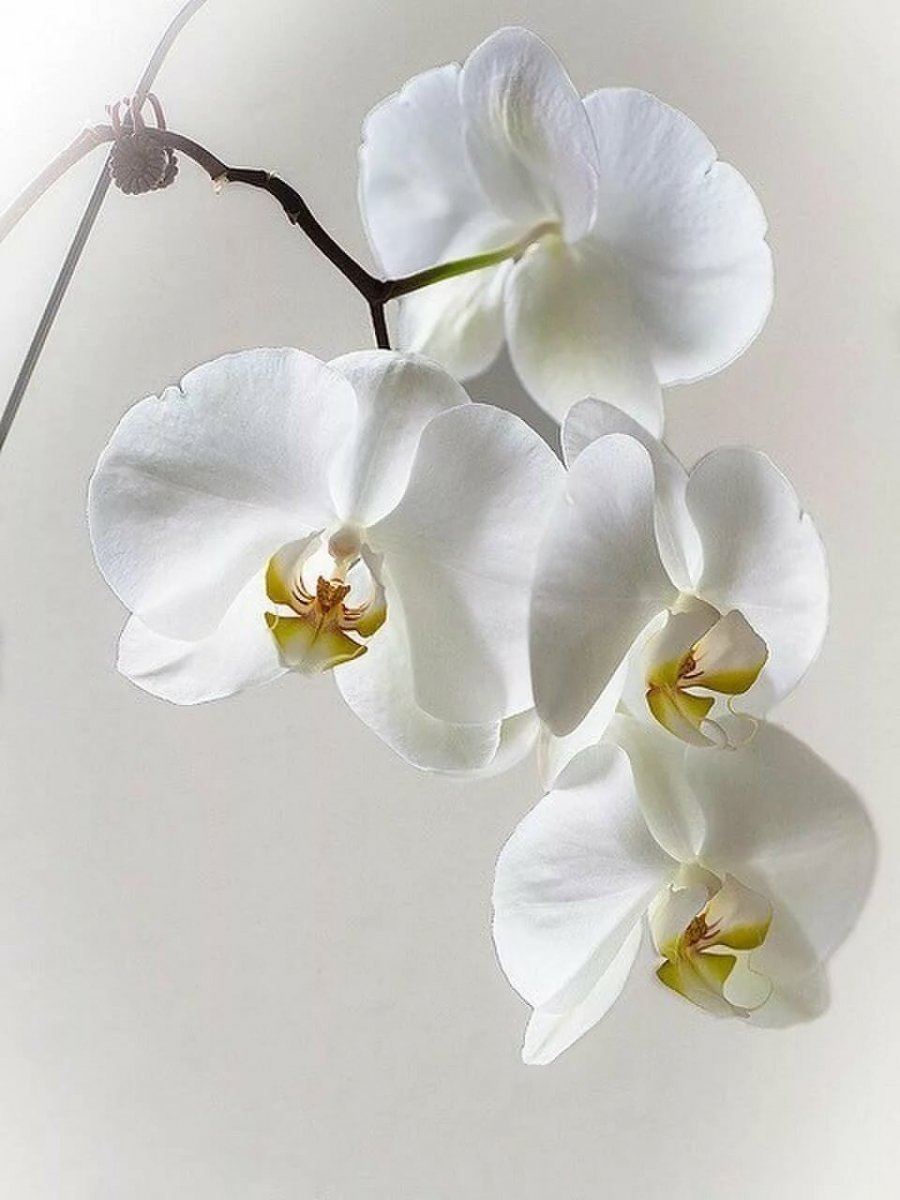 Орхидея фаленопсис Mathilde