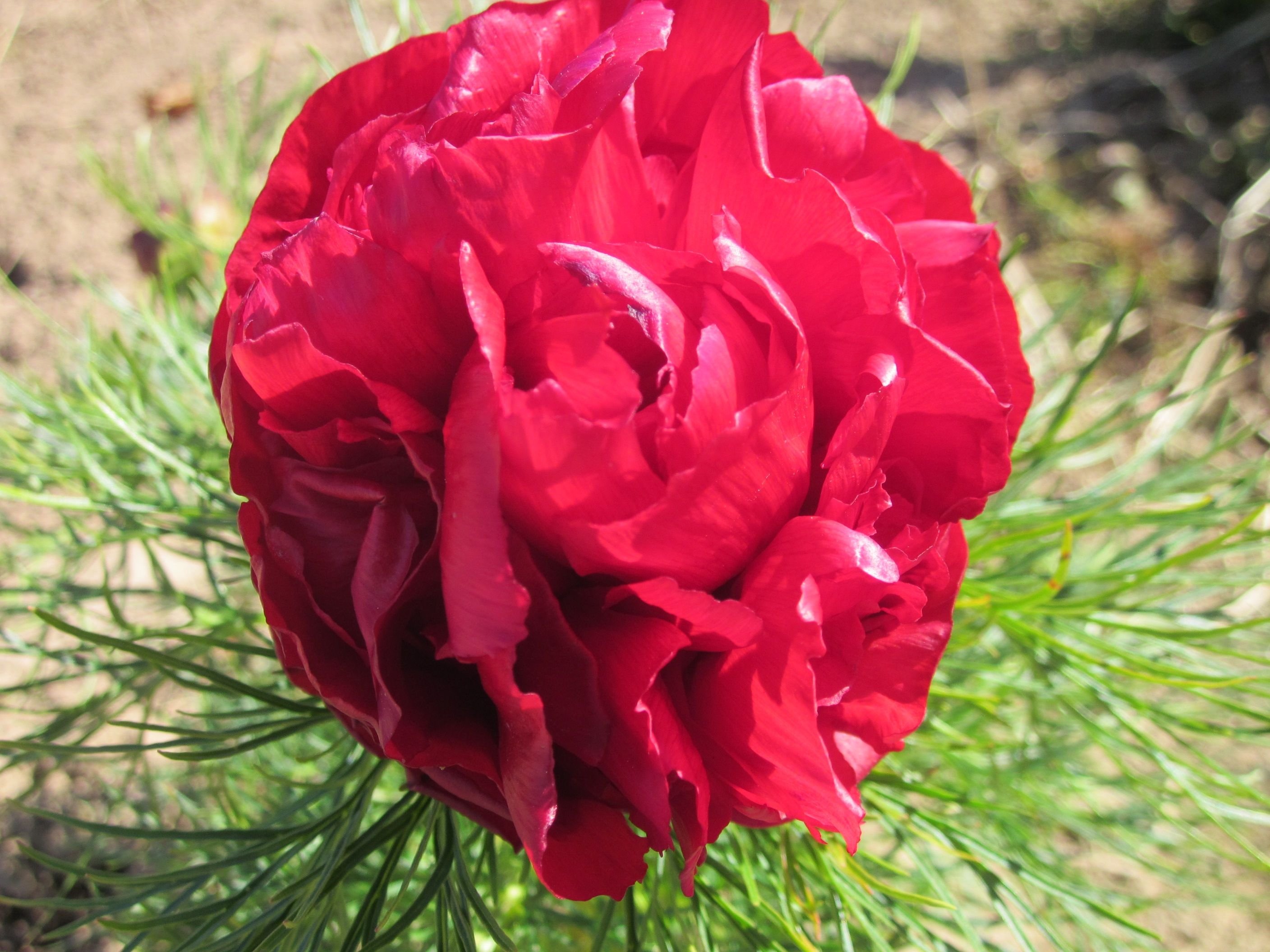 Пион tenuifolia Plena