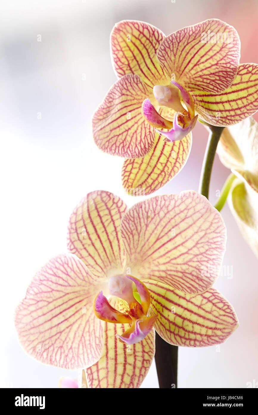 Желтая Орхидея С Полосками
