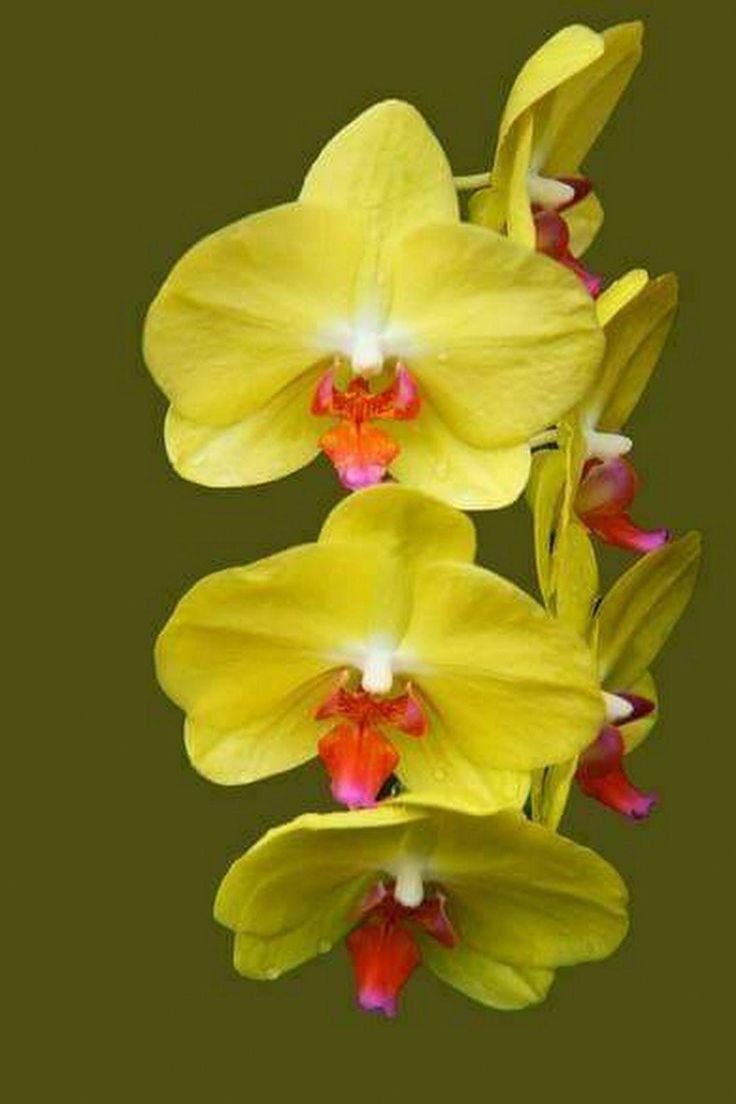Фон орхидеи желтые