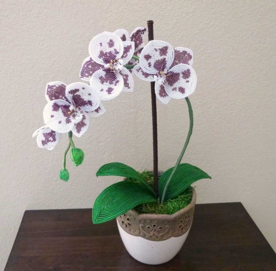 Орхидея фаленопсис бисером