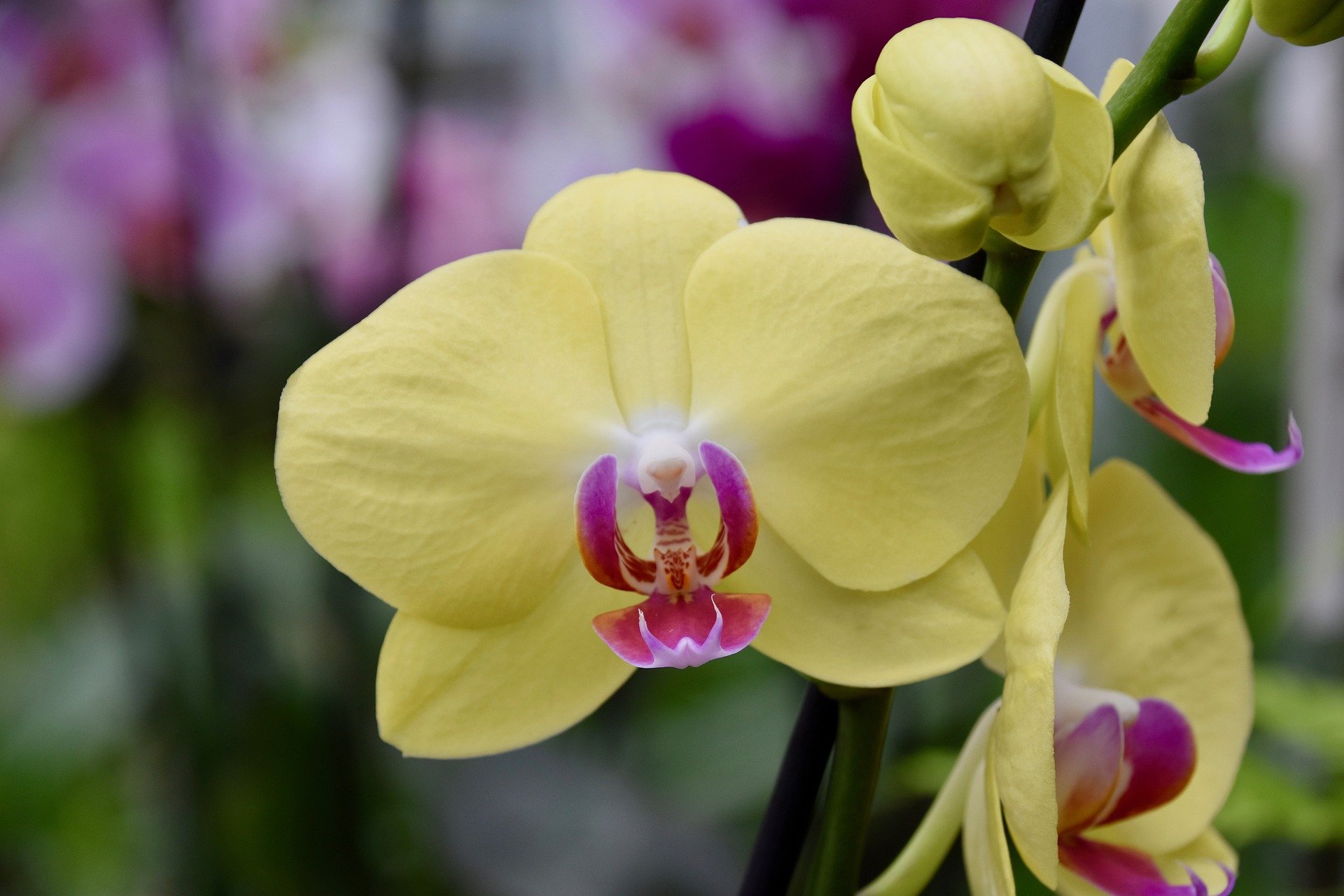 Орхидеи желто розовые. Фаленопсис Еллоу. Орхидея фаленопсис Еллоу. Фаленопсис лейгонг. Фаленопсис Arletta Yellow.