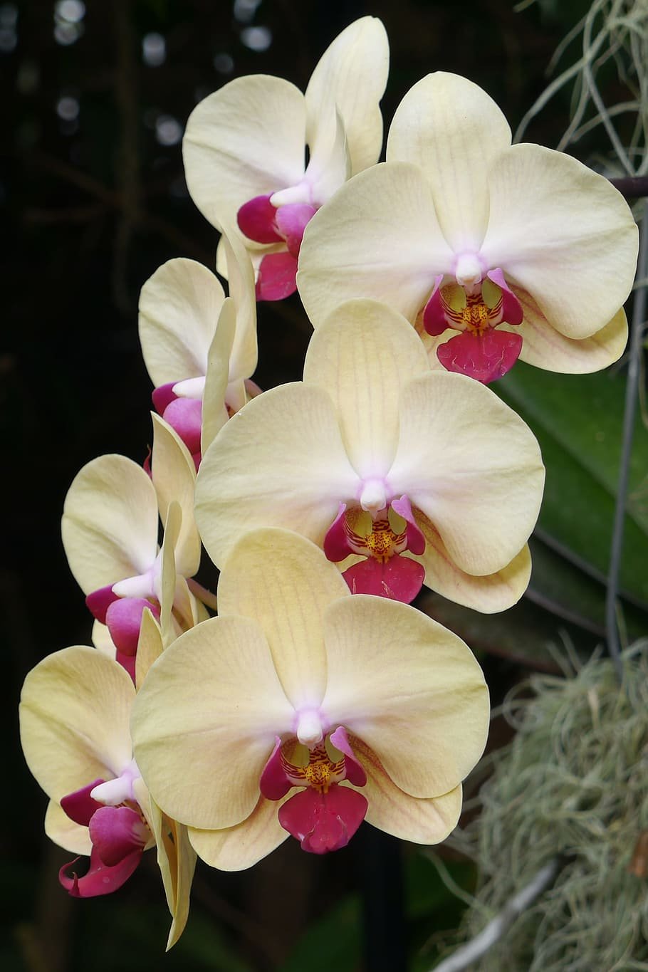 Орхидея желтая с розовой серединкой