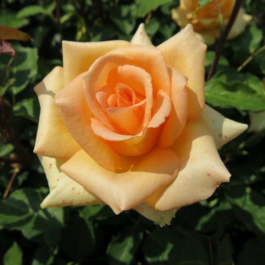 Роза Версилия