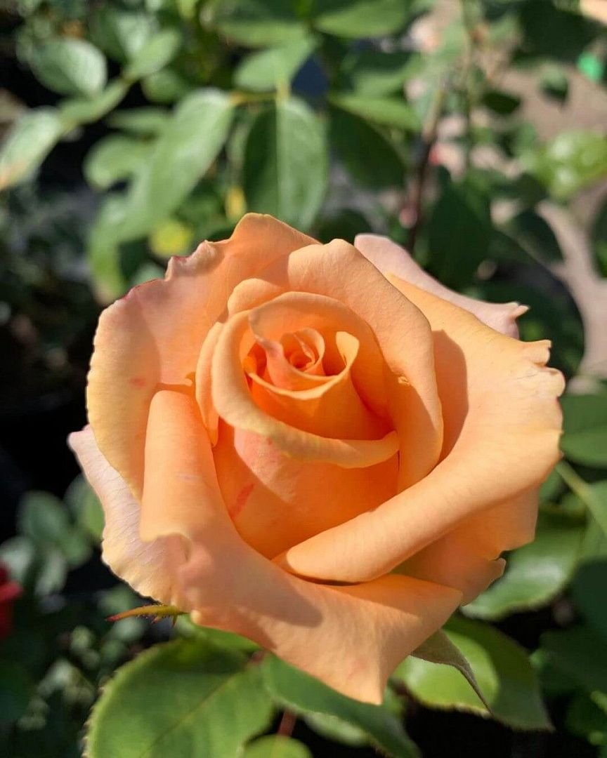 Роза сорт Версилия