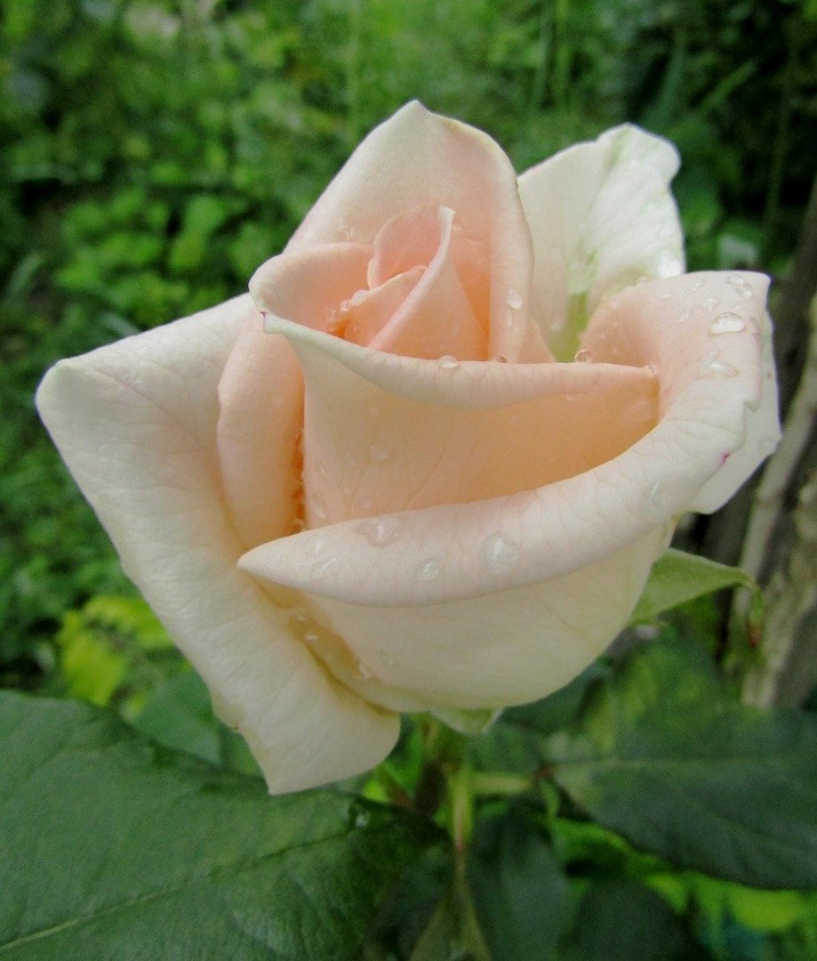 Крупные чайные розы