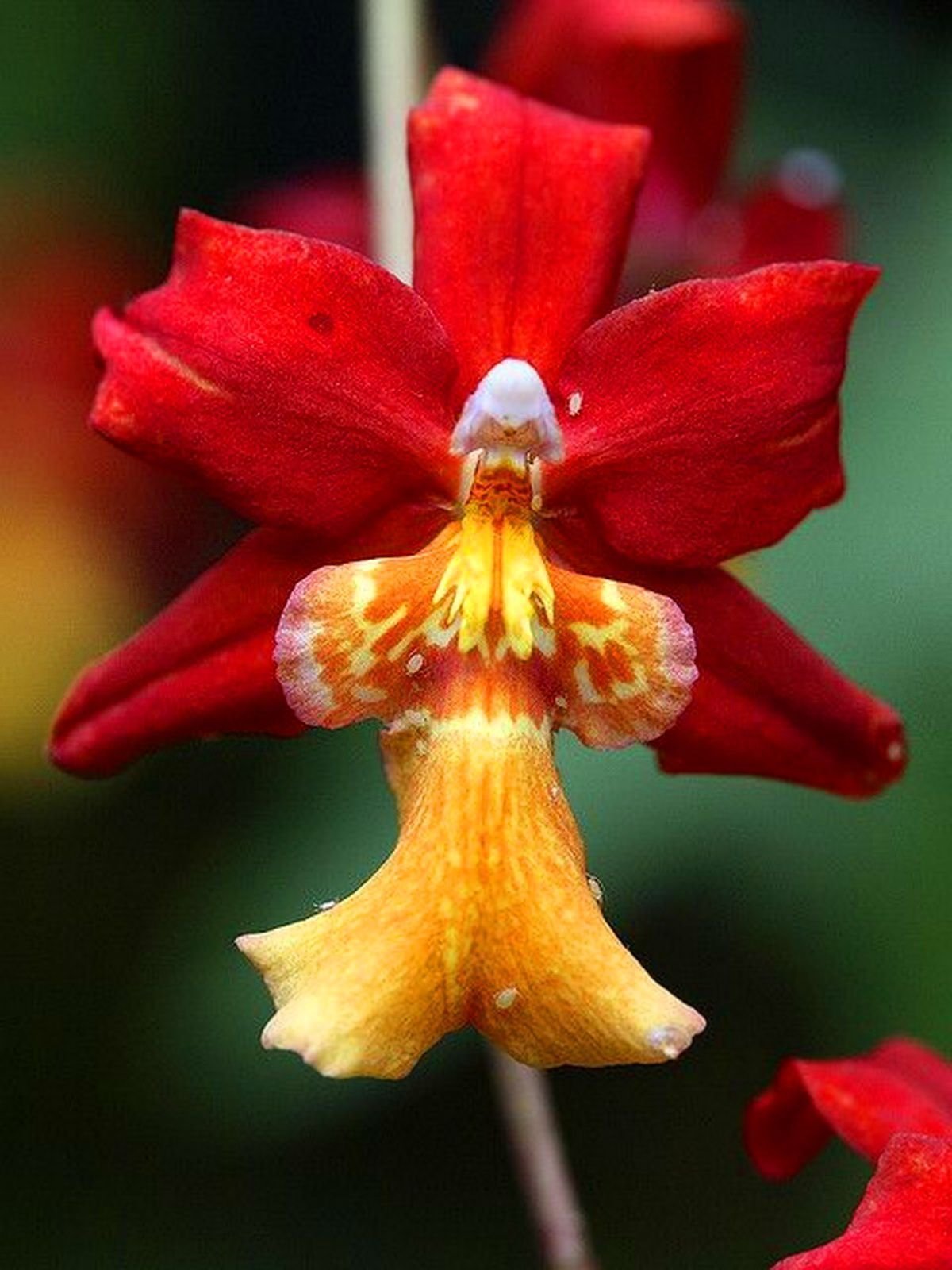 Орхидея балерина Caladenia melanema