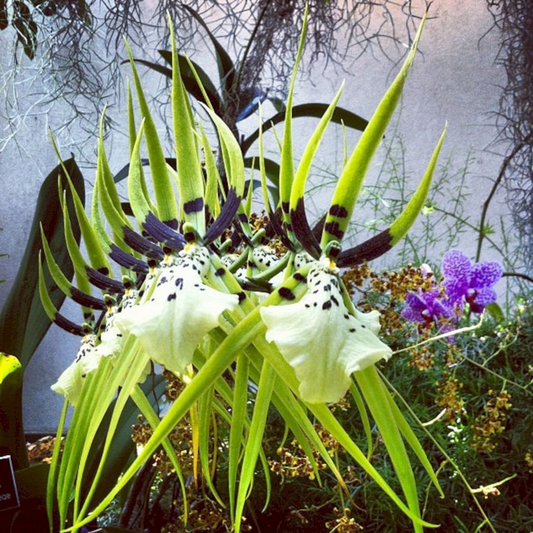 Пескатория Орхидея