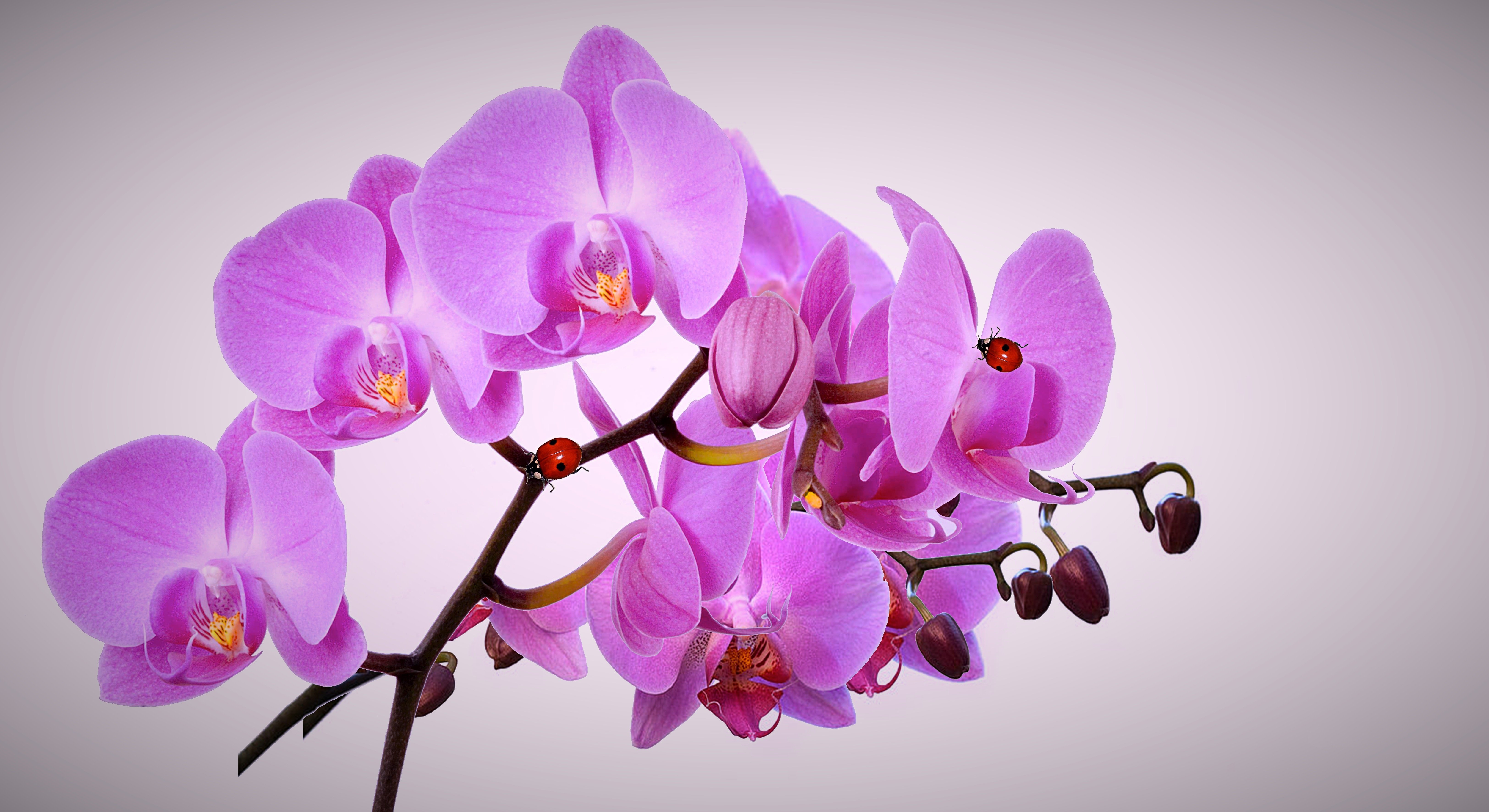 Flowers orchids. Фаленопсис Мальва. Орхидея Мальва фаленопсис. Орхидея фаленопсис фиолетовая. Фаленопсис сиреневый.