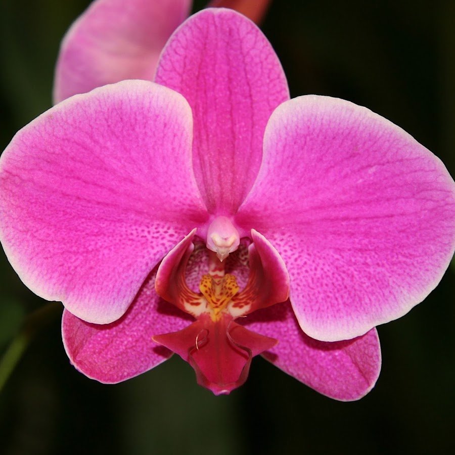 Орхидея Фаленопсис Розовая