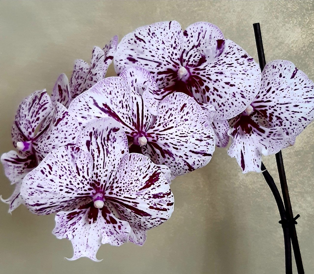 Орхидея Мики Дансер