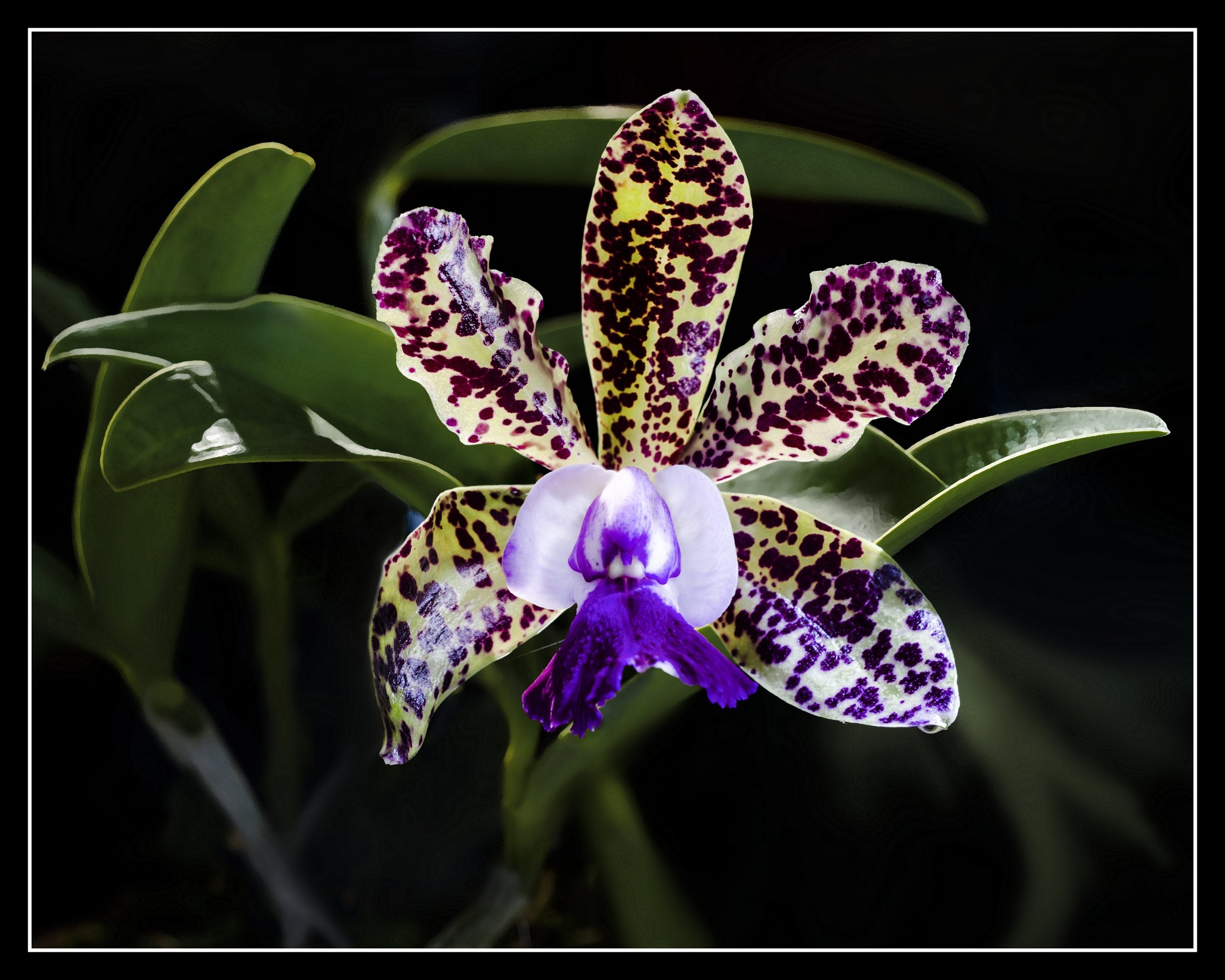 Сапфир Орхидея