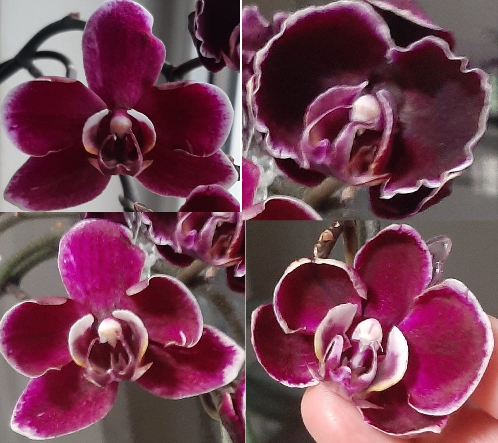 Шоколад Орхидея
