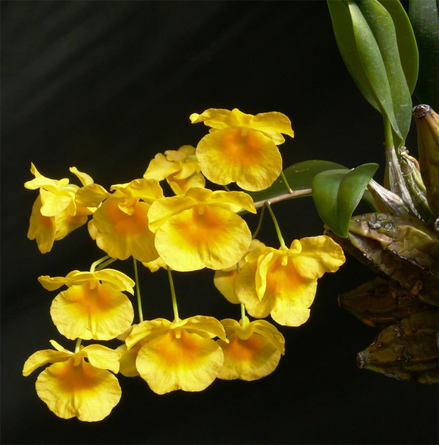 Дендробиум Линдли Dendrobium lindleyi