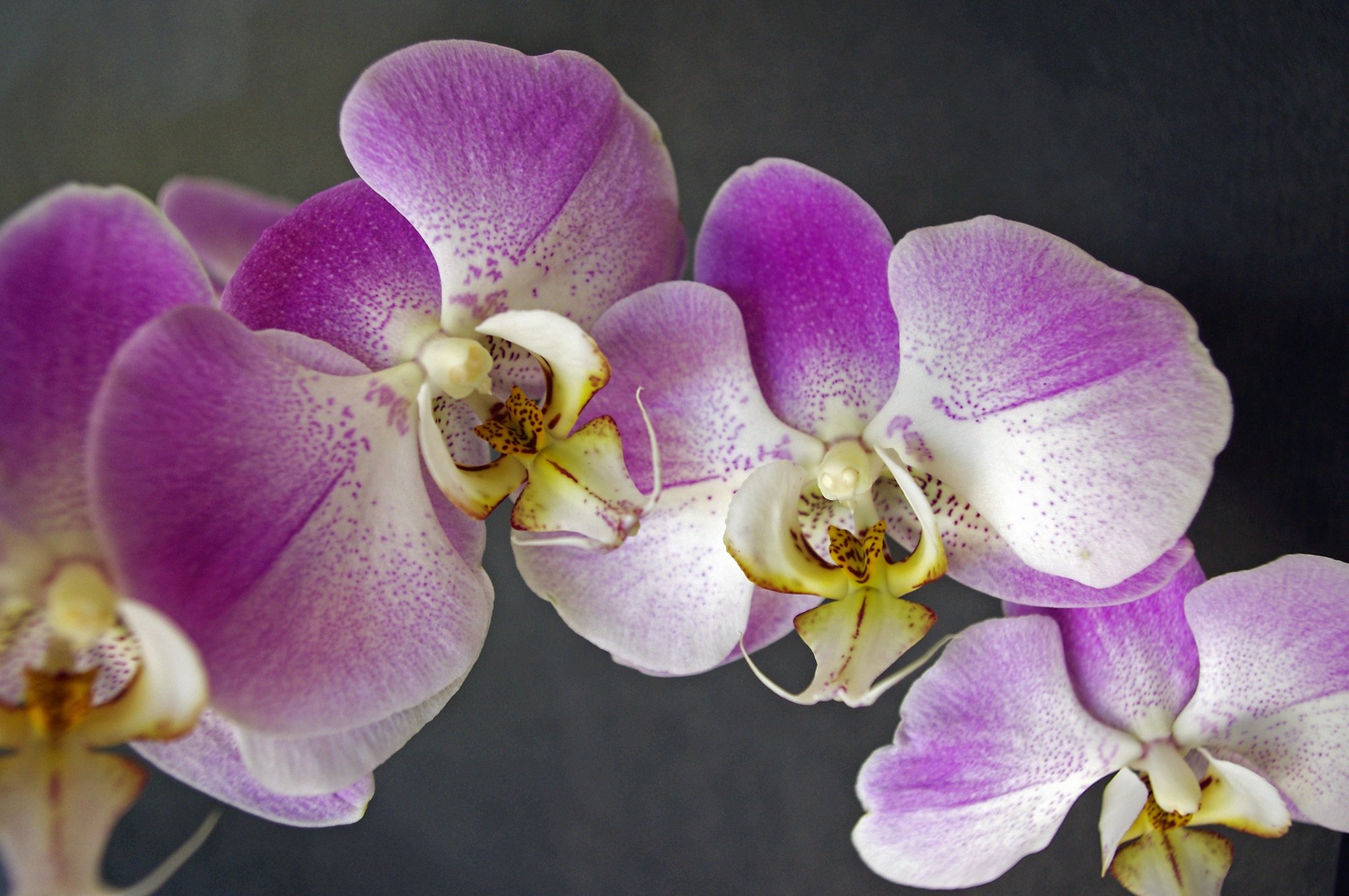 орхидея эдита фото