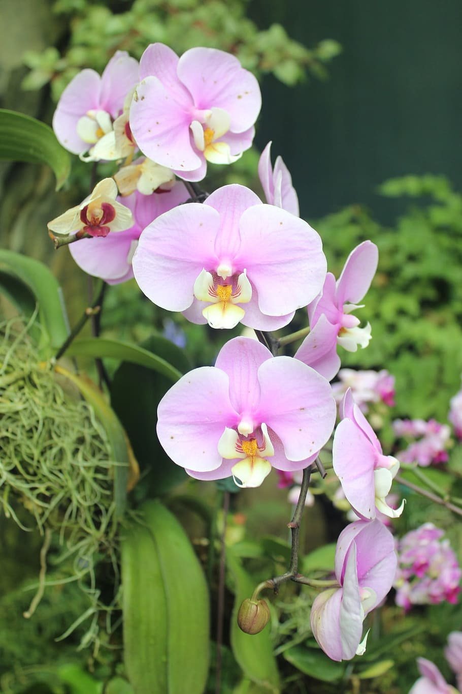 Орхидея фаленопсис Сильвия