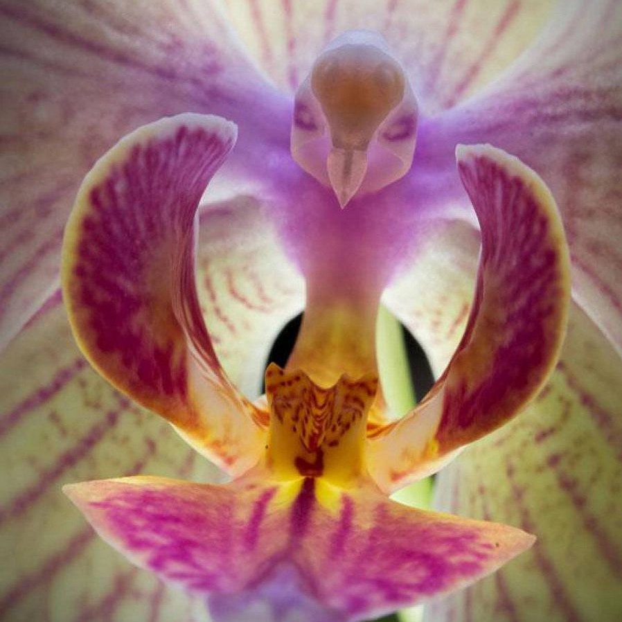 Фаленопсис Баттерфляй орхид