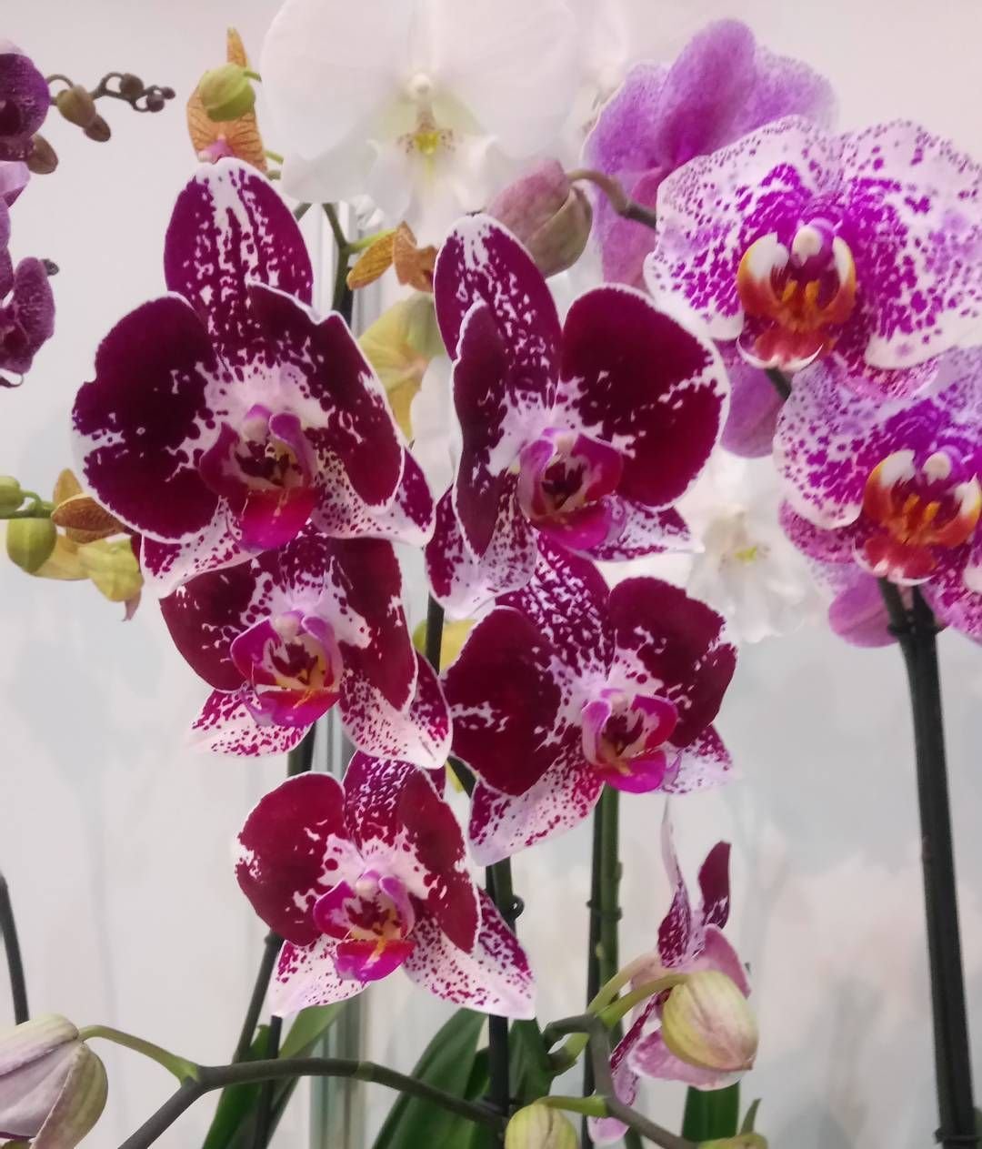 Фото и названия орхидей фаленопсис