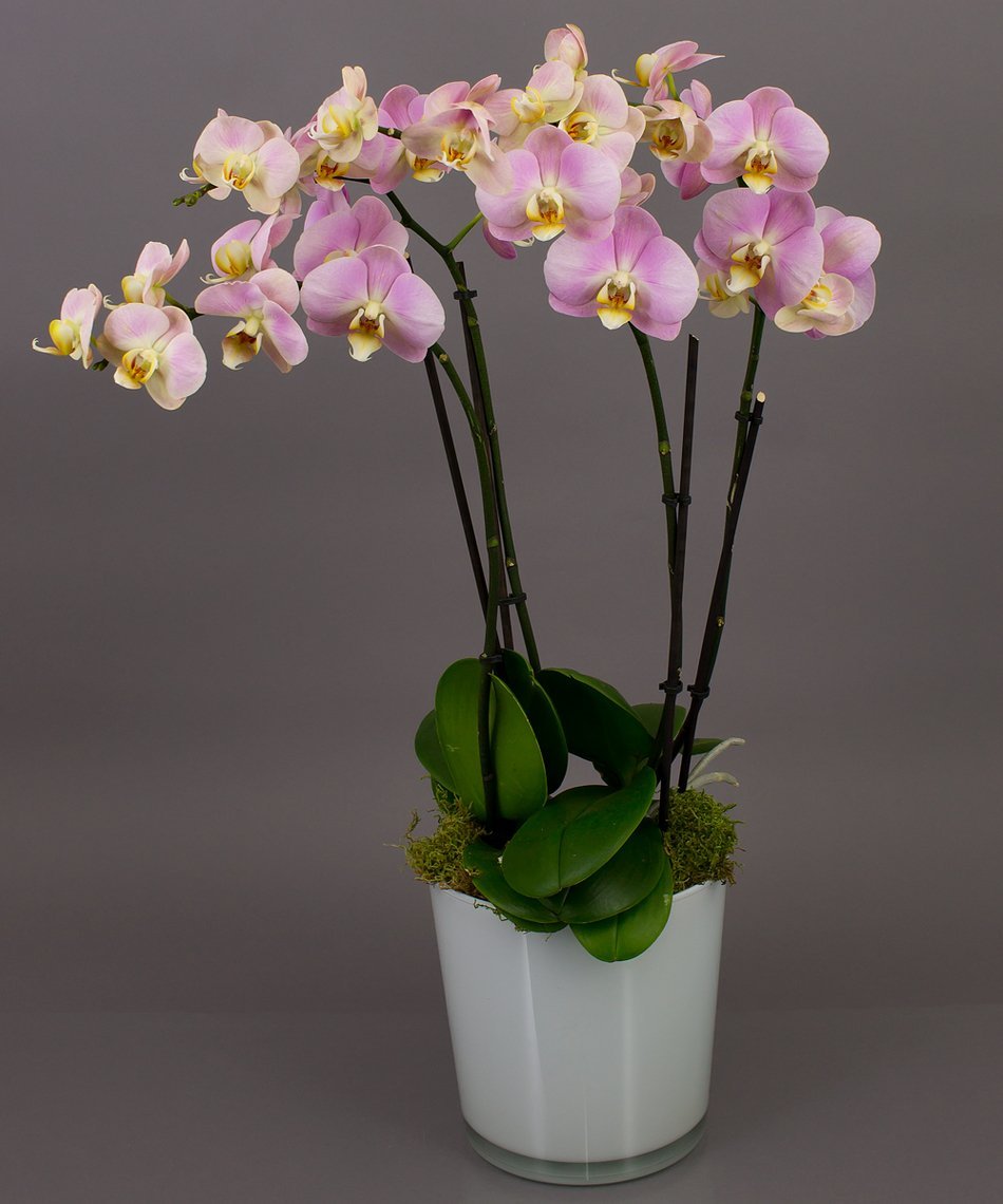 Астрид Орхидея Фаленопсис