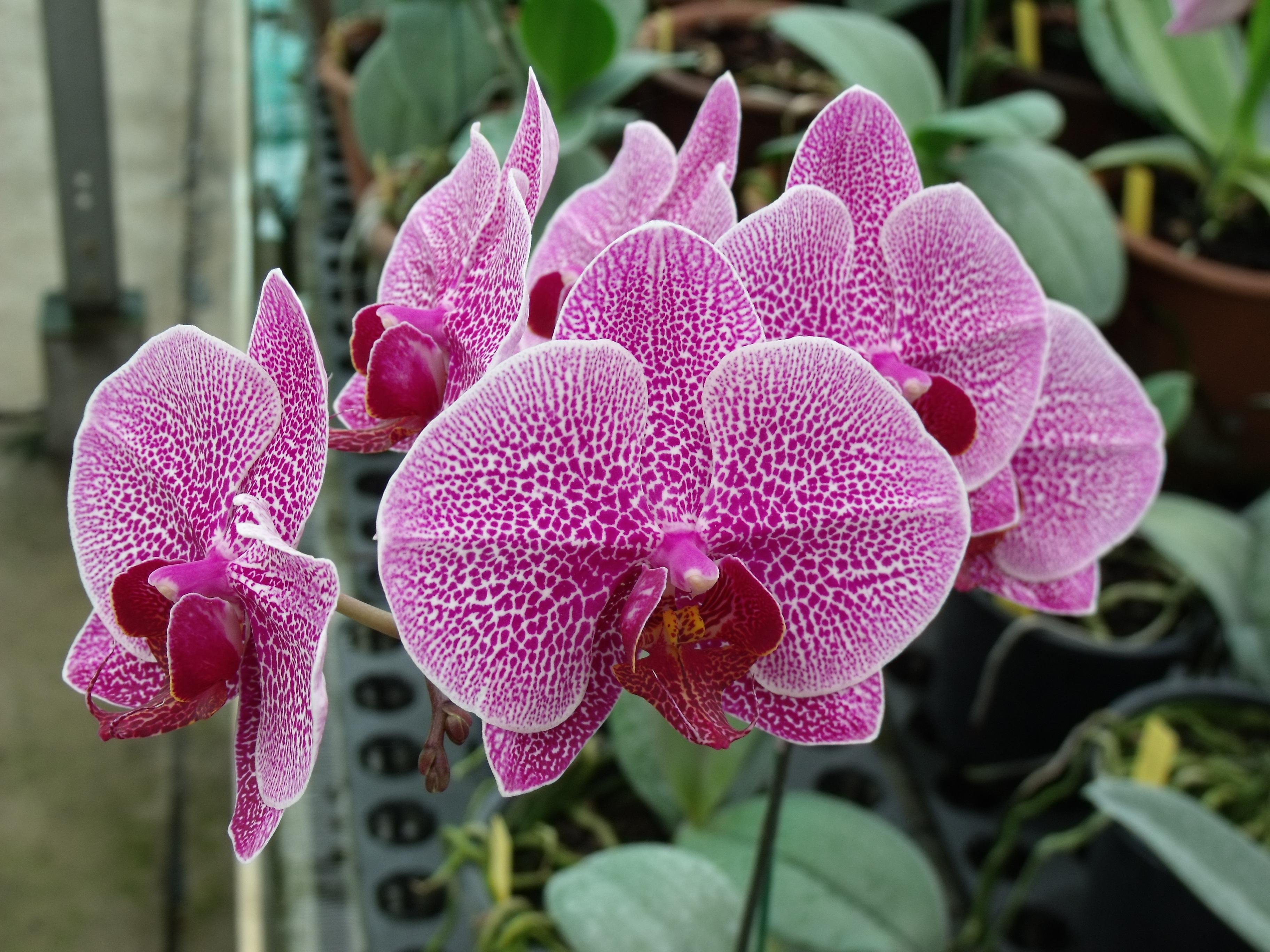 Фаленопсис (Phalaenopsis) – Орхидея