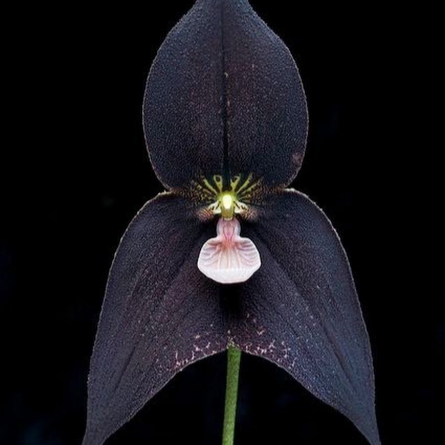 Орхидея Phal. Miki Black Angel