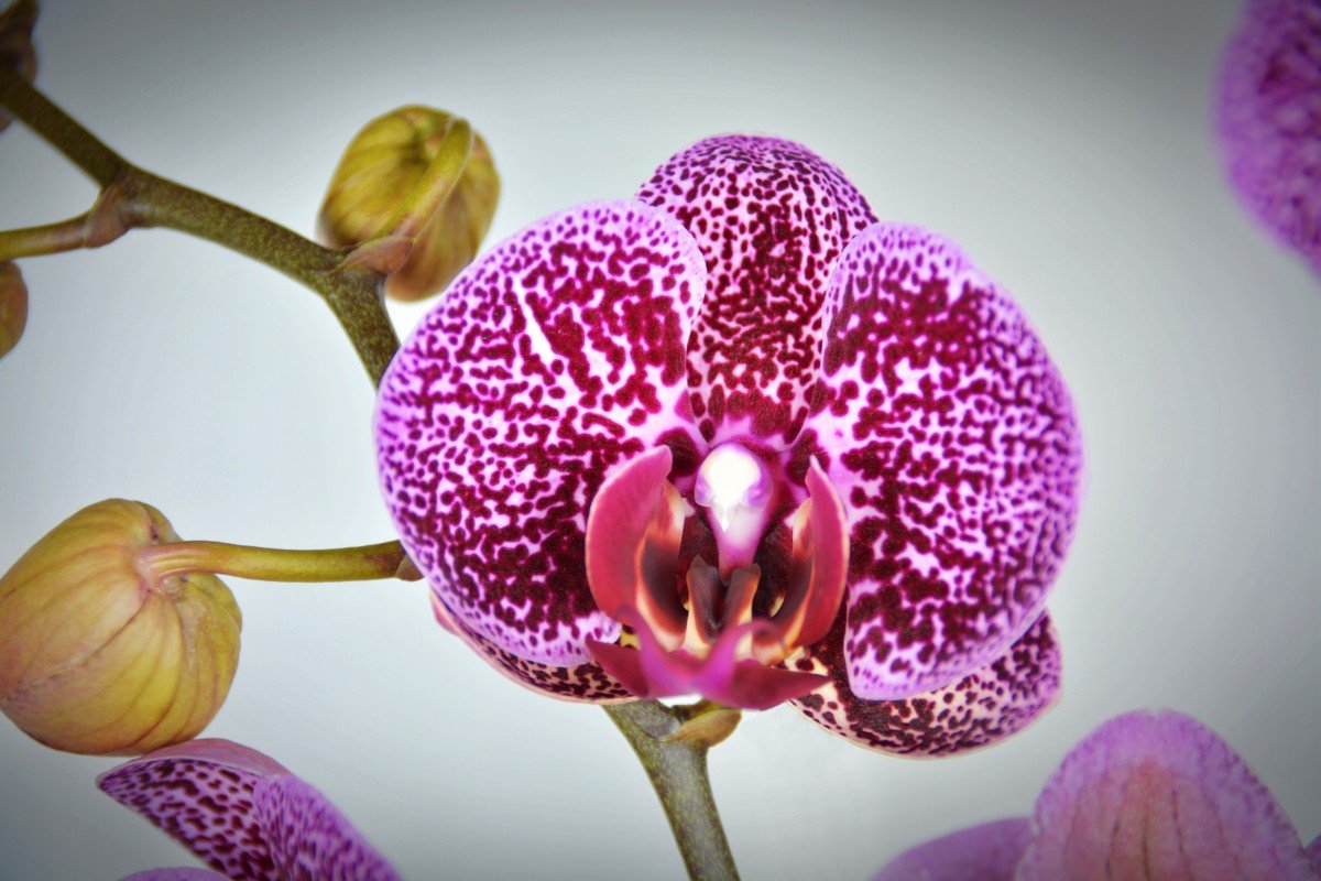 фото орхидеи зимняя вишня