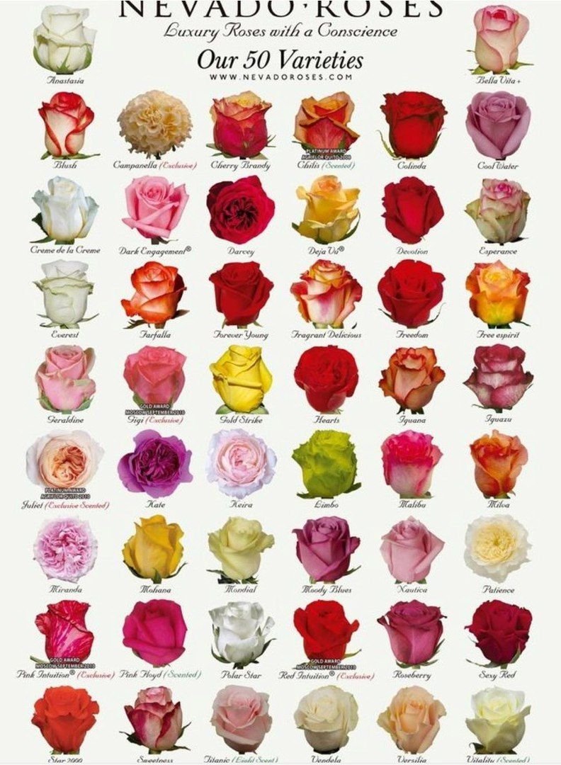 Сорта эквадорских роз
