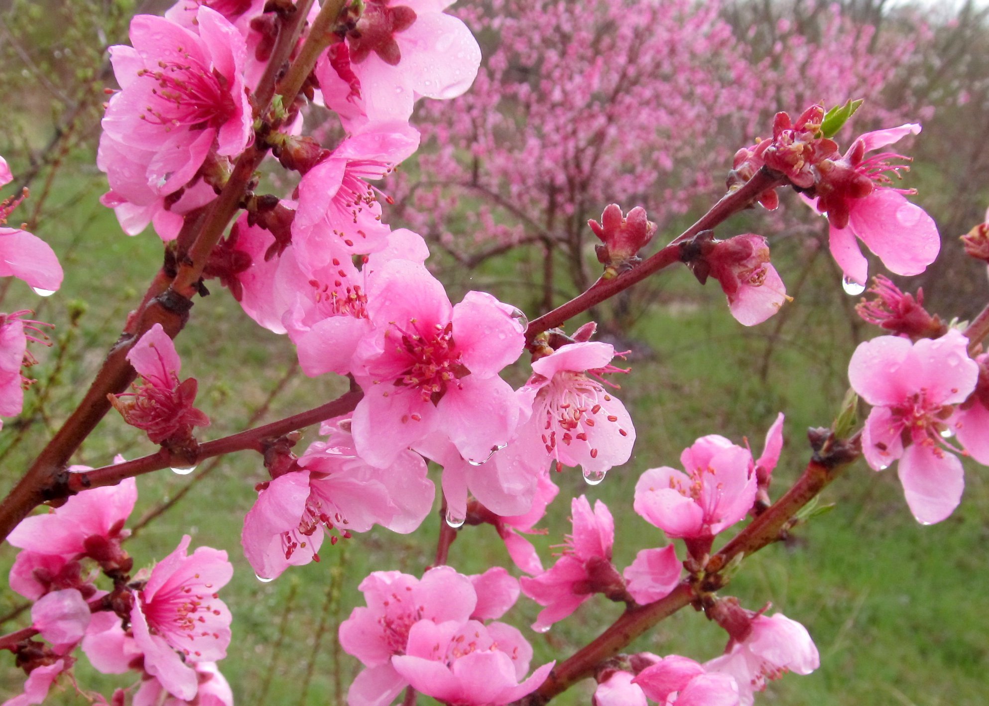 Цветущее дерево персика. Дерево нектарин цветет. Цветение персика в Крыму. Нектарин цветение. Цветение персикового дерева в Крыму.