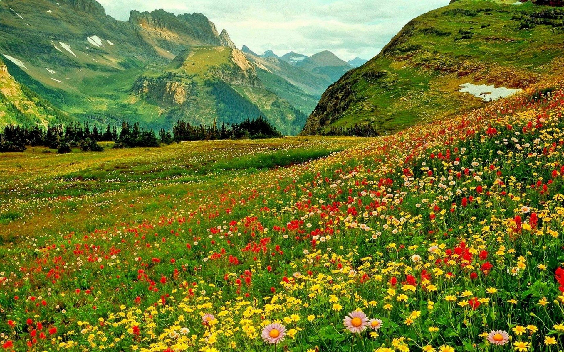 Alpine Meadows