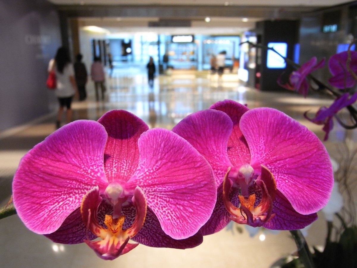 андорра орхидея фаленопсис