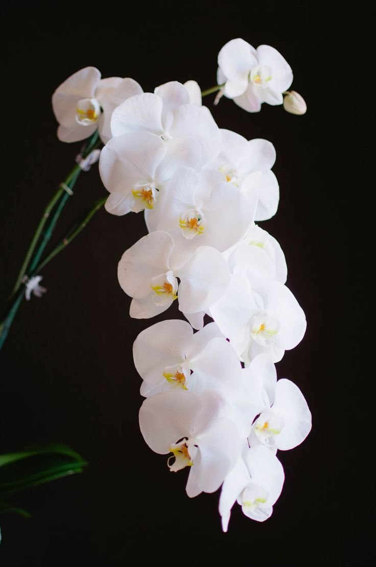 Орхидея фаленопсис Бристоль