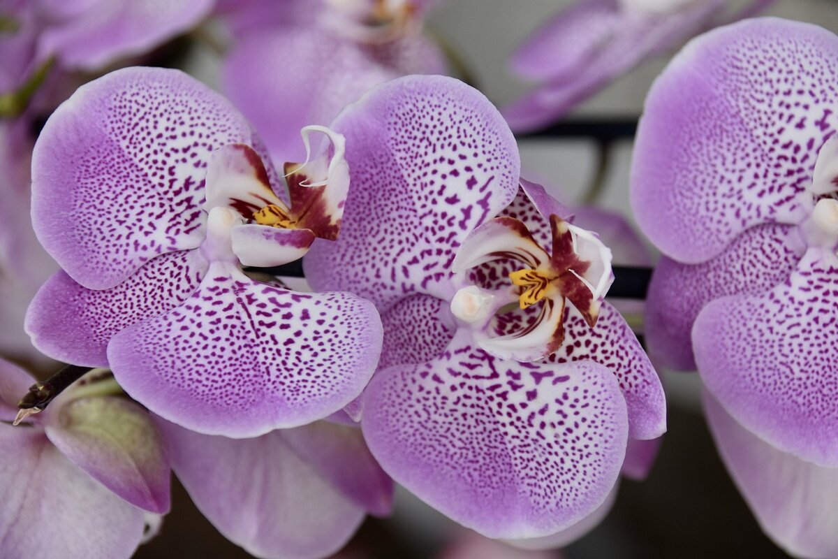андорра орхидея фаленопсис