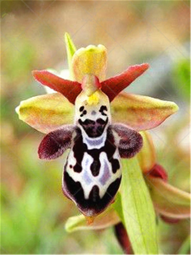 Орхидея «смеющийся Шмель» (Ophrys bombyliflora)