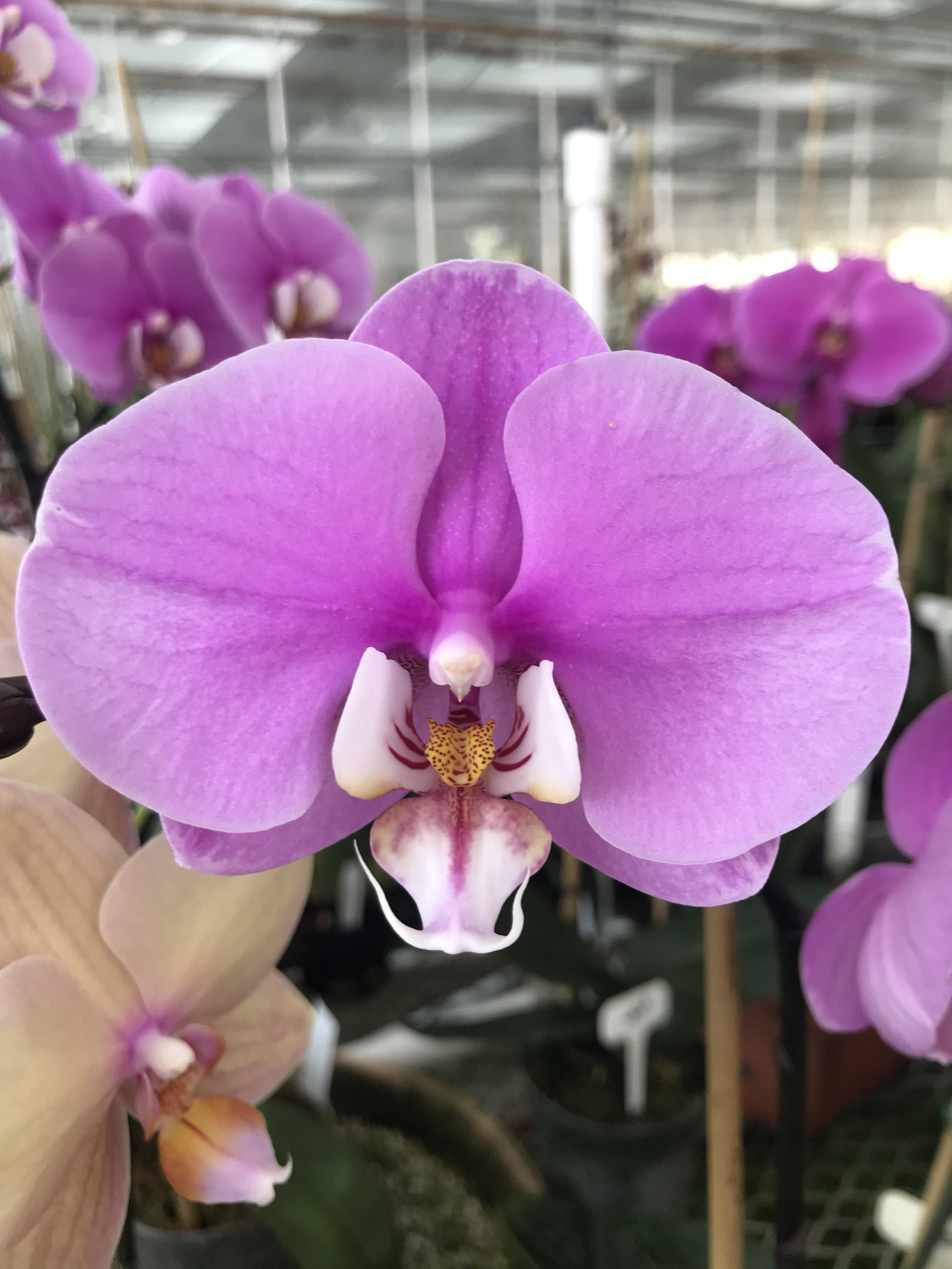 Фаленопсис (Phalaenopsis) – Орхидея