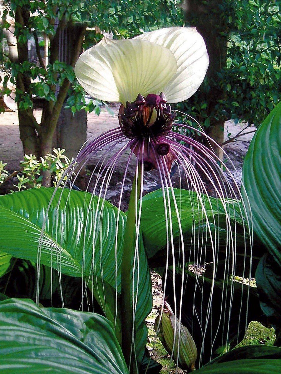 Орхидея ятрышник итальянский