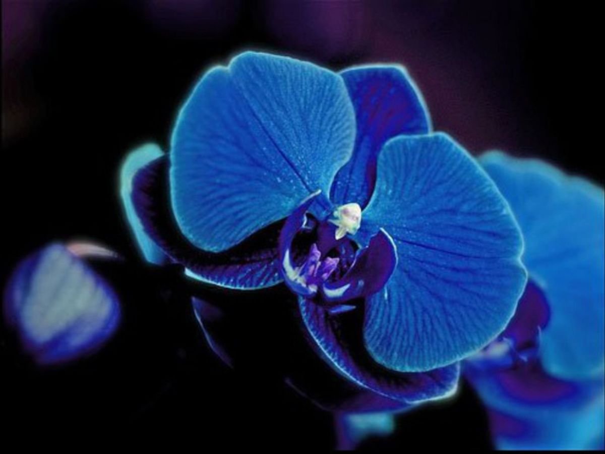 Синяя Орхидея