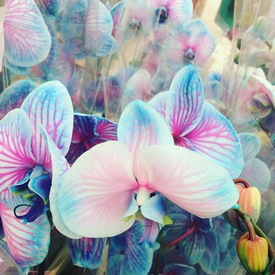 Орхидея фаленопсис чудо природы