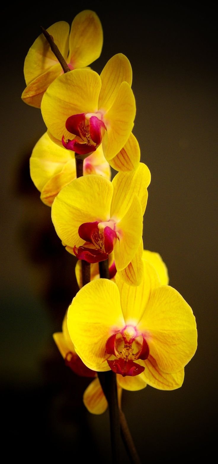 Фаленопсис Arletta Yellow