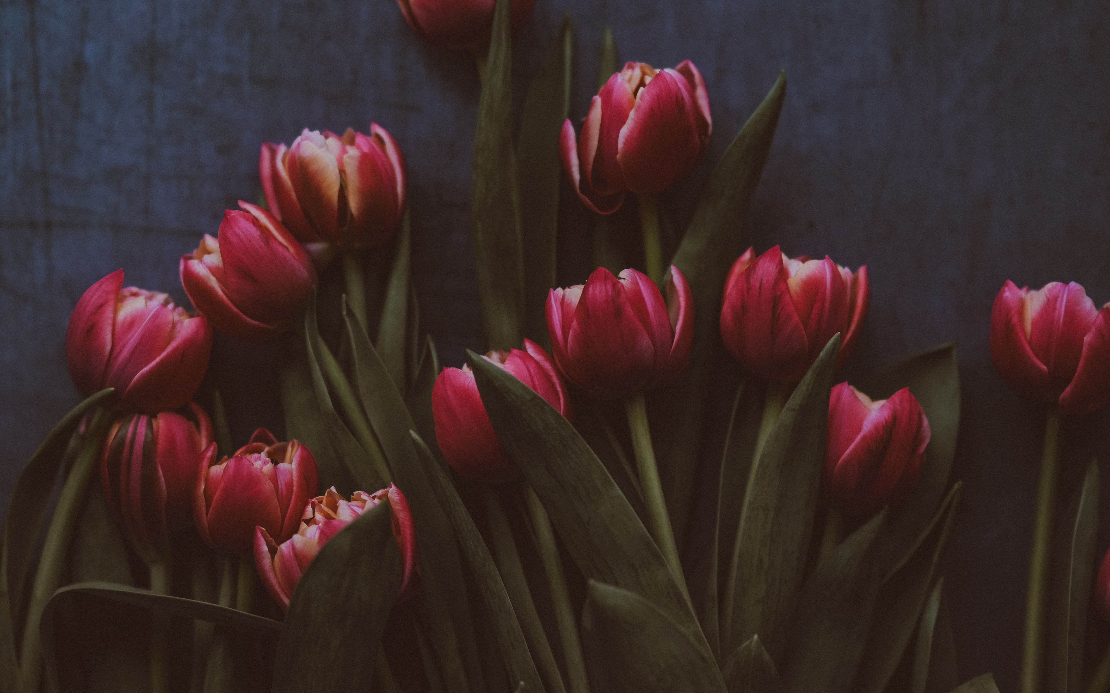 Тюльпаны эстетичные. Тюльпан Tulipa Bombastic Red. Тюльпан тюльпан Йонина.