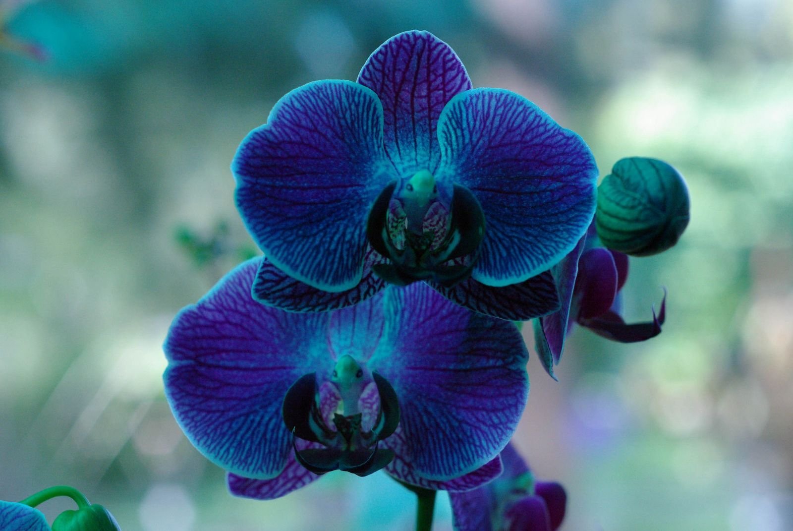 Orchid blues