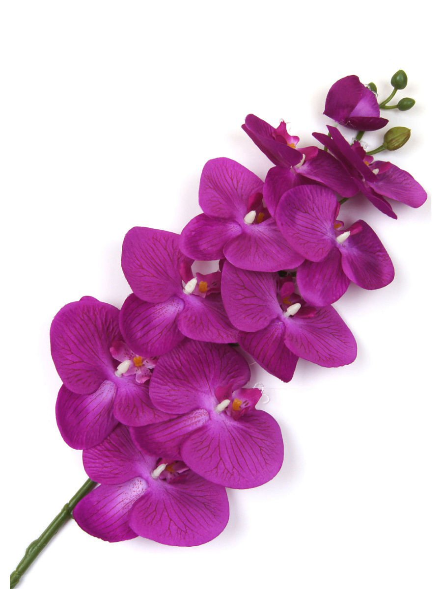 Цвет Орхидея это какой