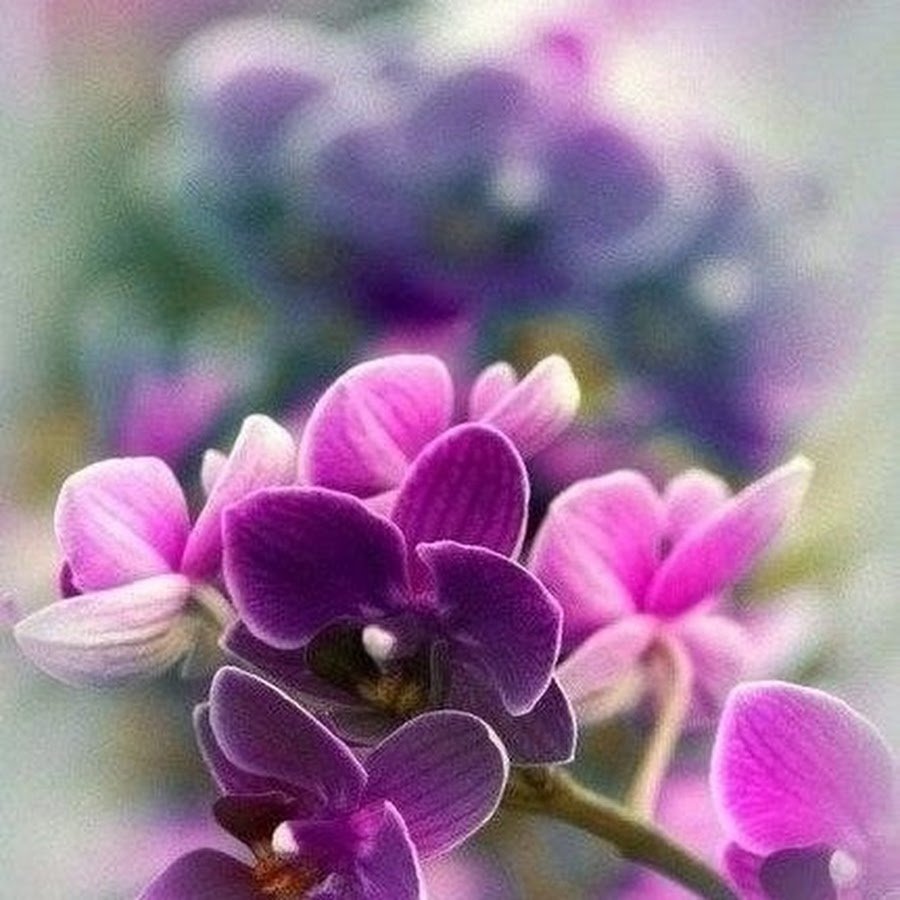 Весенние цветы орхидеи
