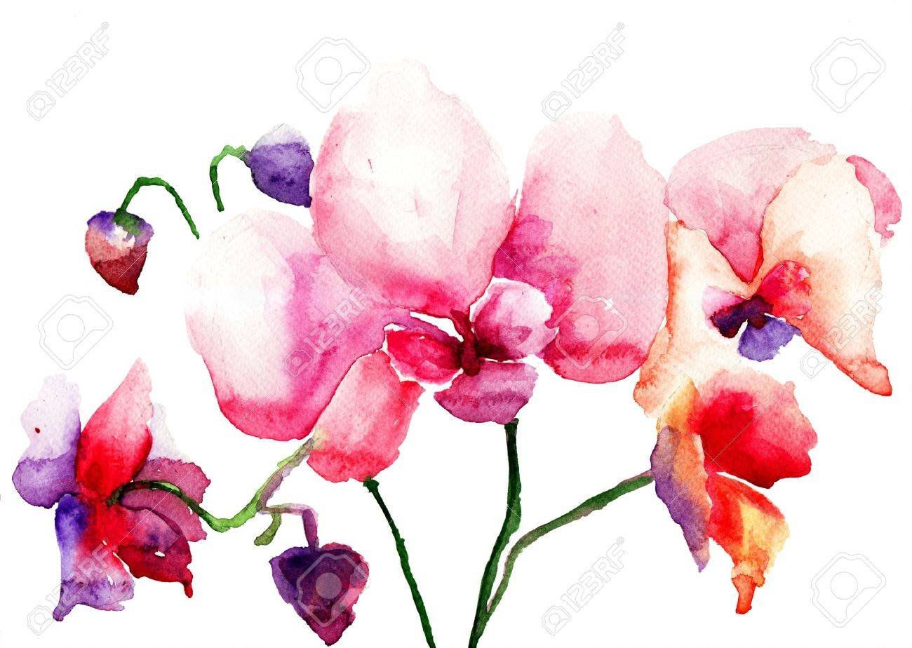 Акварельные розовые орхидеи вектор