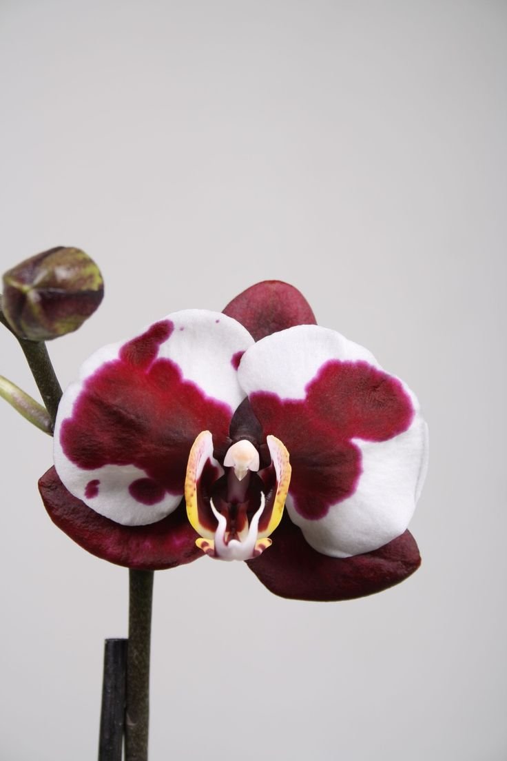 Фаленопсис Арлекин Phalaenopsis Arlekin