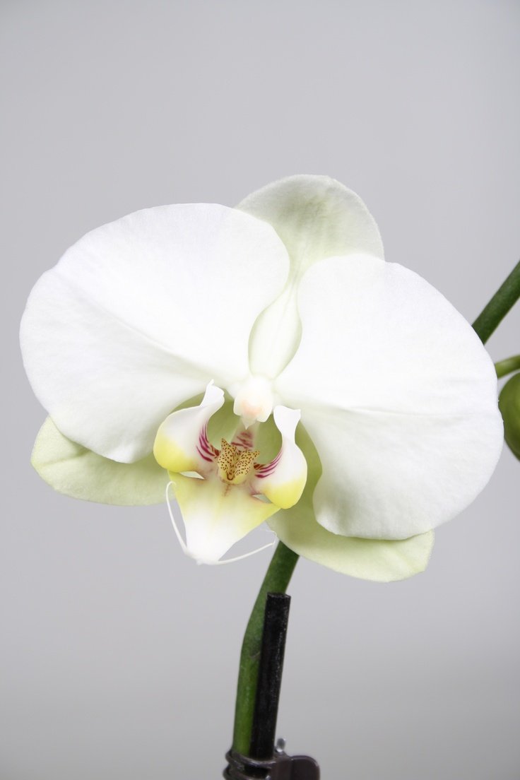 Орхидея фенолепсис