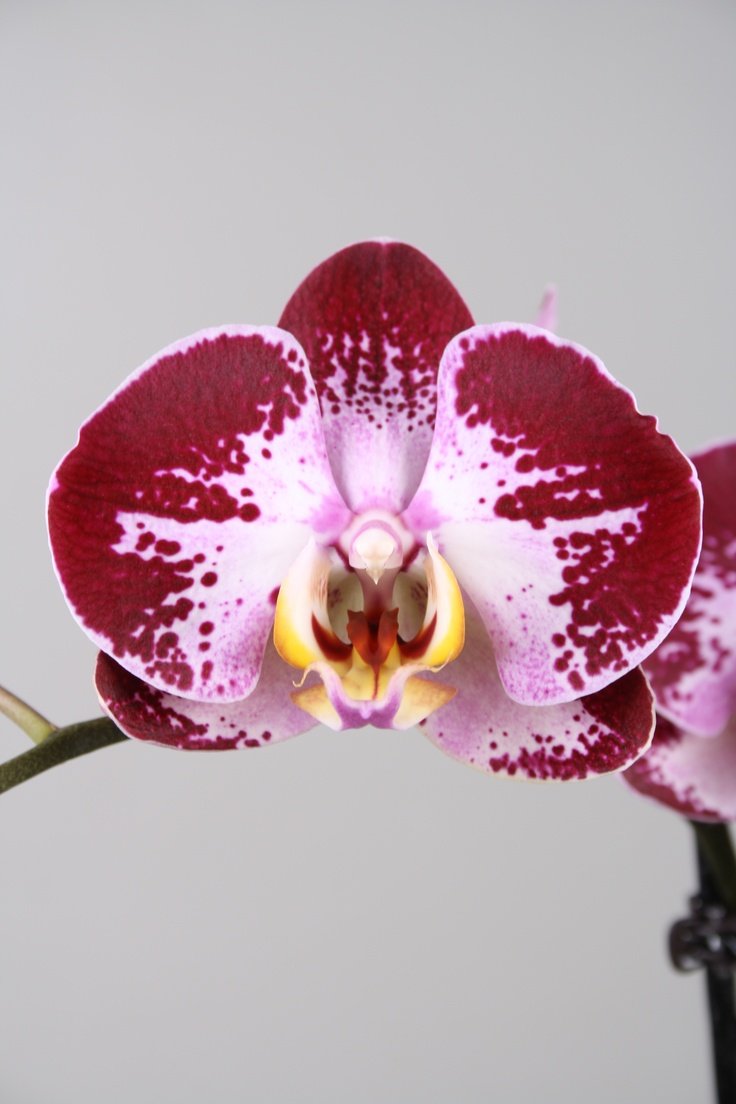 Фаленопсис Амабилис Phalaenopsis amabilis