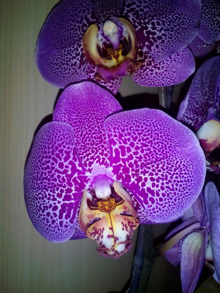 Орхидея муккала фото и описание