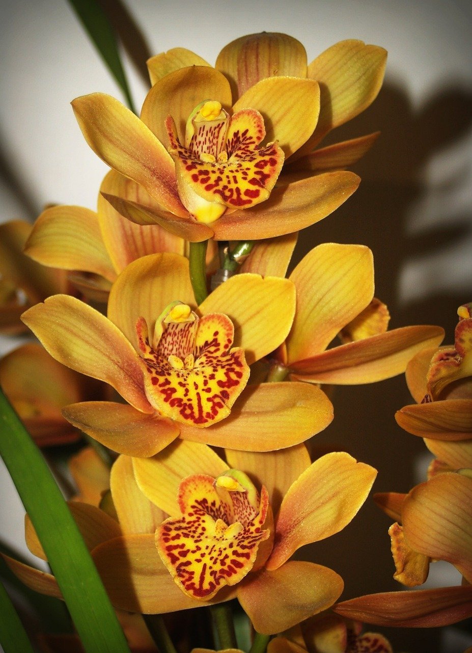 Орхидея Камбрия Ниппон